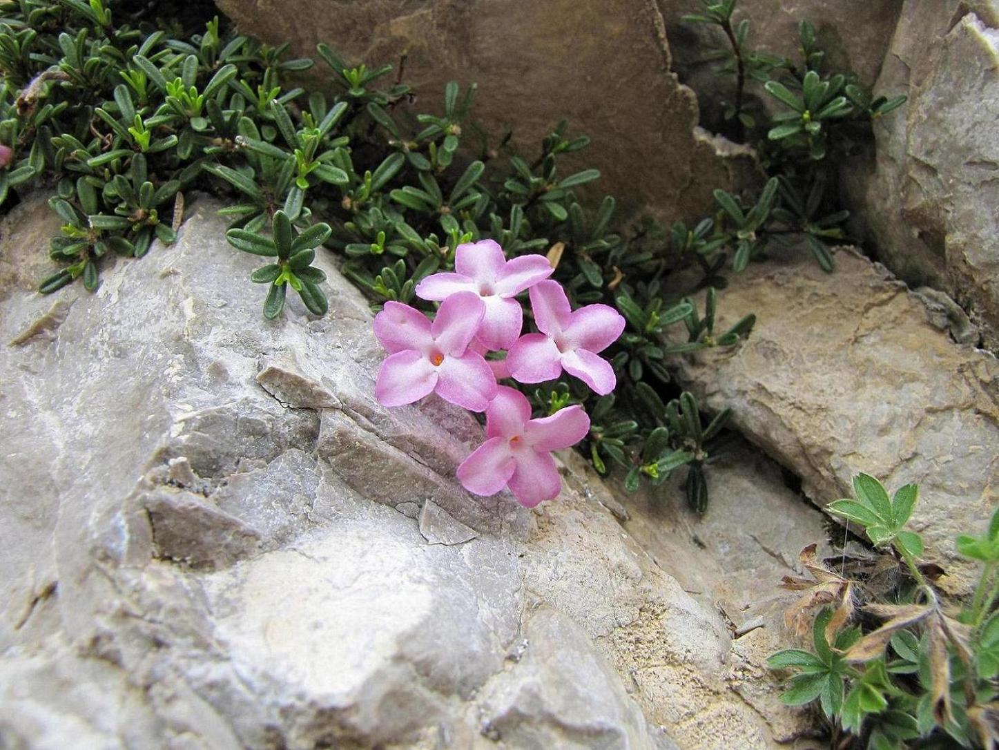 Daphne petraea / Dafne minore